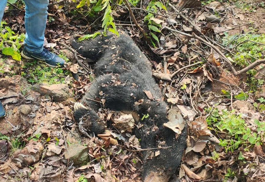 Male bear found dead in Kutku range of Palamu Tiger Reserve
