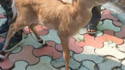 Nilgai calf rescued in Medininagar, released into Palamu Tiger Reserve