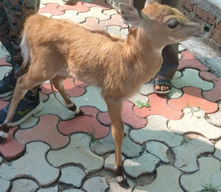Nilgai calf rescued in Medininagar, released into Palamu Tiger Reserve