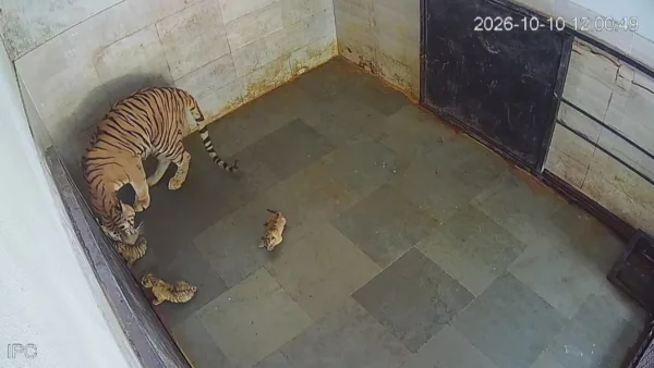 Three tiger cubs born at Tata Steel Zoological Park; public invited to suggest names
