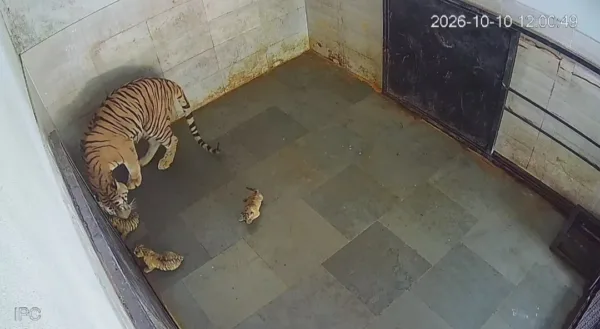 Three tiger cubs born at Tata Steel Zoological Park; public invited to suggest names