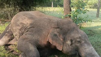 Jharkhand: Elephant electrocuted inside protected forest, RCCF asks ‘where will elephants live?’