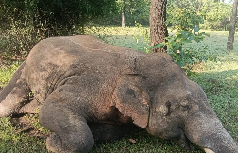Jharkhand: Elephant electrocuted inside protected forest, RCCF asks ‘where will elephants live?’