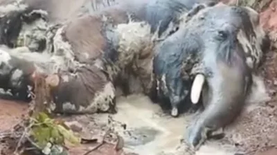 Decomposed carcass of adult elephant found in Latehar forest, possible human-wildlife conflict under probe