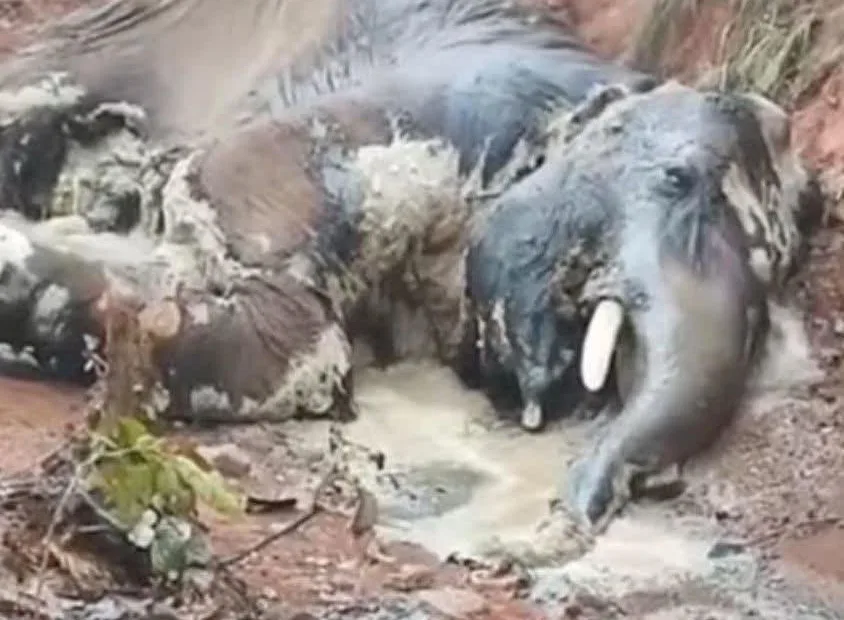 Decomposed carcass of adult elephant found in Latehar forest, possible human-wildlife conflict under probe