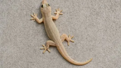 ‘Why are lizards an overlooked creature in wildlife week celebrations?’ asks DFO Medininagar