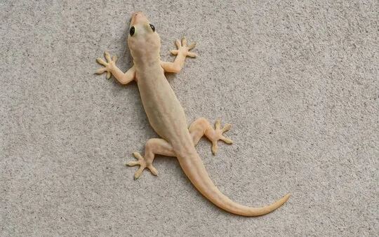 ‘Why are lizards an overlooked creature in wildlife week celebrations?’ asks DFO Medininagar