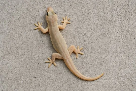 ‘Why are lizards an overlooked creature in wildlife week celebrations?’ asks DFO Medininagar